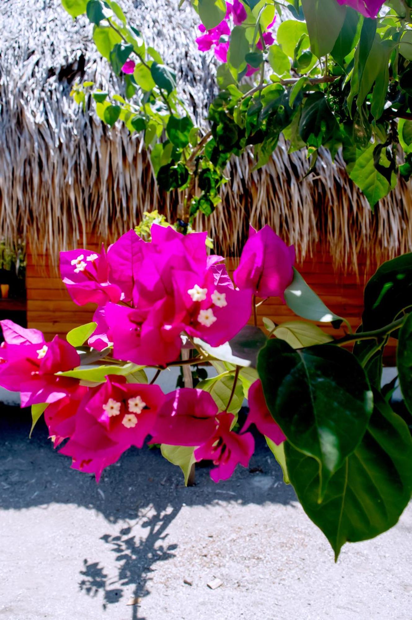 Palma Plata Islas Del Rosario Isla Grande  Exterior foto